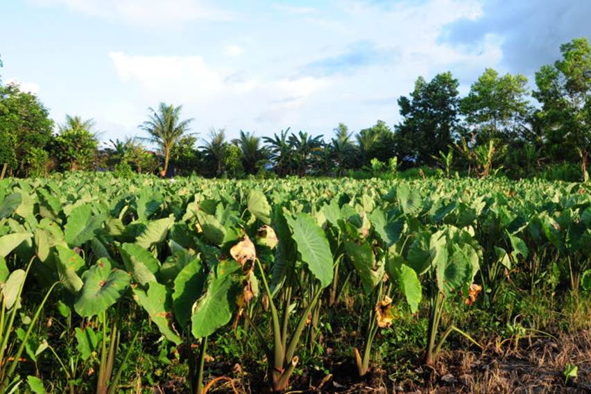 Kisah Sukses Petani Milenial, Dari Hobi Jadi Omzet Miliaran Lewat Budidaya Talas Jepang